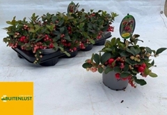 Gaultheria Big Berry 13Ø 20cm