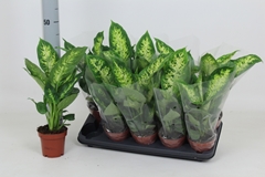 Dieffenbachia Compacta 12Ø 45cm