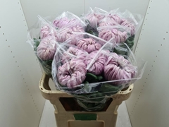 Chrysanth Single Vienna Pink 80cm 150gr.
