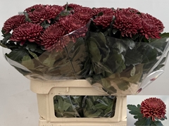 Chrysanth Single Bigoudi Red 80cm 130gr.