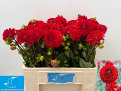 Dahlia Red Cap 55cm