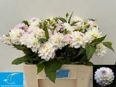 Dahlia Eveline 55cm