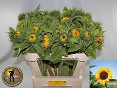 Helianthus Sunrich Orange 75cm