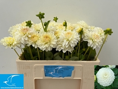 Dahlia Snow Cap 50cm