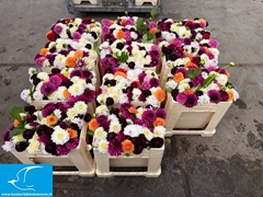 Dahlia Mix Per Bunch 45cm