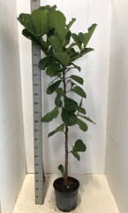 Ficus Lyrata 30Ø 210cm
