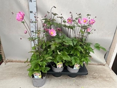 Anemone Serenade 15Ø 65cm