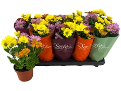 Chrysanth Double Mix 12Ø 25cm