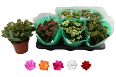 Kalanchoe Double Rosaline Mix 15Ø 27cm