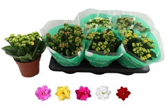 Kalanchoe Double Rosaline Mix 15Ø 27cm