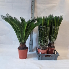 Cycas Revoluta 19Ø 80cm
