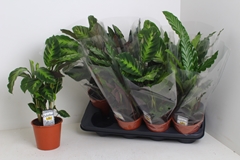 Calathea Mixed 3 Varietys 14Ø 50cm