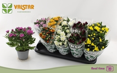 Chrysanth Mix 7 Colours 12Ø 25cm