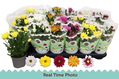 Chrysanth Mix 5 Colours 9Ø 22cm