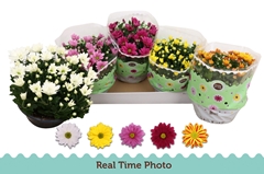 Chrysanth Mix 5 Colours 23Ø 25cm