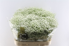 Gypsophila Paniculata Zinzi Discovery 80cm 30gr.