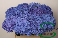 Hydrangea Pimpernel 80cm 17-19cm Hd