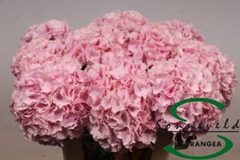Hydrangea Lolly Pop Pink 60cm 13-15cm Hd