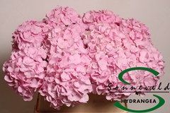 Hydrangea Pinky 80cm 15-17cm Hd