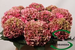 Hydrangea Glowing Alps Classic 80cm 15-17cm Hd