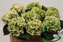 Hydrangea Lolly Pop Classic 50cm 12-14cm Hd