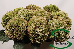 Hydrangea Glowing Alps Classic 50cm 16-18cm Hd