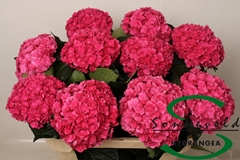 Hydrangea Royal Anastasia Pink 75cm 14-16cm Hd