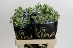 Oxypetalum Bridal Victoria 60cm