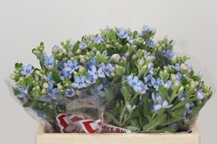Oxypetalum Tweedia Blue 35cm