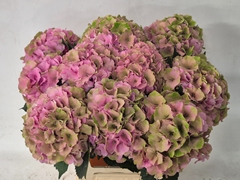 Hydrangea Royal Palace Classic 65cm 17-19cm Hd
