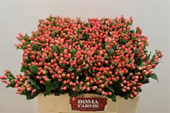 Hypericum Magical Pink 50cm