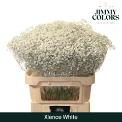 Gypsophila Painted Xlence White 80cm 30gr.