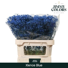 Gypsophila Painted Xlence Blue 80cm 30gr.