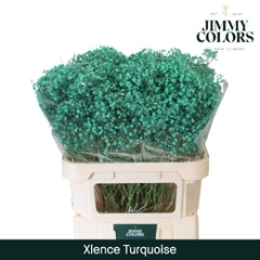 Gypsophila Painted Xlence Turqouise 80cm 30gr.