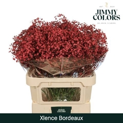 Gypsophila Painted Xlence Bordeaux 80cm 30gr.