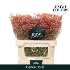 Gypsophila Painted Xlence Coral 80cm 30gr.
