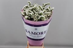 Limonium Sinuatum Silvery Sun Birds 80cm 55gr.