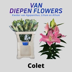 Lily Oriental Colet 85cm 7+