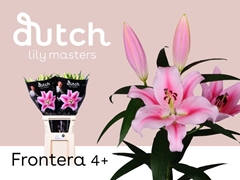 Lily Oriental Frontera 90cm 4+