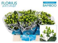 Hypericum Coco Bamboo 40cm
