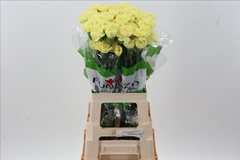 Dianthus Single Hermes 70cm