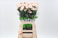 Dianthus Single Brut 70cm