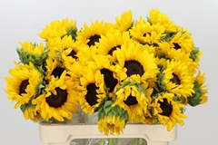 Helianthus Orange Fire 60cm
