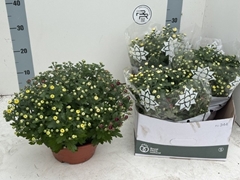 Chrysanth Mix 23Ø 27cm