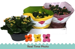 Kalanchoe Single Mix 3 Colours 23Ø 25cm