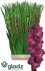 Gladiolus Indian Summer 110cm 190gr.