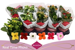 Kalanchoe Single Mix 6 Colours 10Ø 22cm