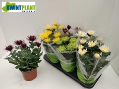 Chrysanth Anastasia Mix 15Ø 34cm