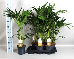 Howea Forsteriana 17Ø 80cm