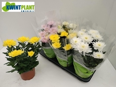 Chrysanth Zembla Mix 15Ø 30cm